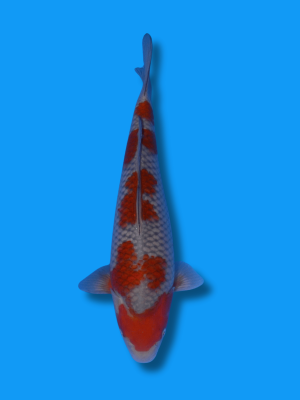 Ochiba Shigure | Koi&Co.